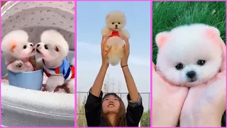 Funny and Cute Pomeranian Videos, Videos de TikTok Part 117