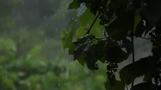 Тихий шум дождя, без грозы. The quiet sound of rain, no thunderstorm.