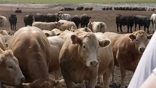 Feedlot cattle pulling-beyond the basics