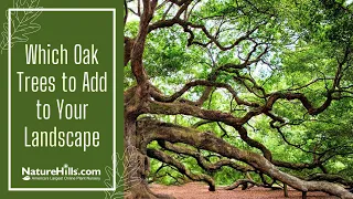 Which Oak Trees to Add to Your Landscape | NatureHills.com