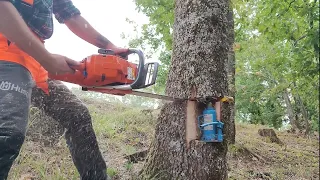 Falling Tree Using A Bottle Jack By AXEHOLE LOGGER 💪🪓  husqvarna 372xp chainsaw