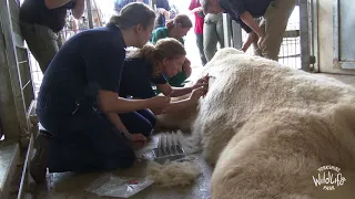 Dermatologists visit Polar Bears at Yorkshire Wildlife Park