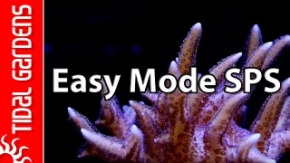 The "Easy Mode" SPS Aquarium