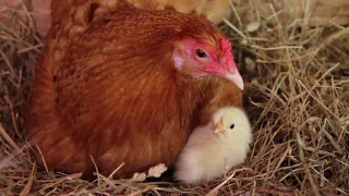 Our Chickens Hatching!!