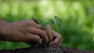 The importance of planting trees