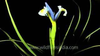 Iris flower - Timelapse