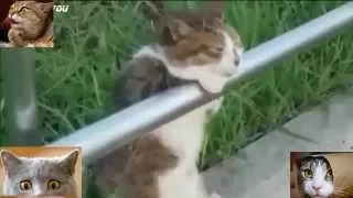 Cats Funny Cats. Best Lol Compilation Video | Самые Смешные Коты 2015