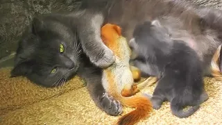 Mama Cat Adopts 4 Orphaned Baby Squirrels