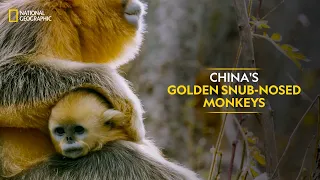 China's Golden Snub-Nosed Monkeys | The Hidden Kingdoms of China | Full Episode | S1-E5