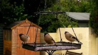 3 Female Bullfinches - Bullfinch