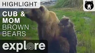 Cub Holds Onto Moms Tush - Brooks Falls - Live Cam Highlight