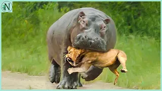 Lion Dying in the Hippos Jaws