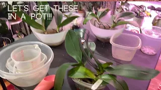 LET'S GET THESE ORCHIDS IN A POT Let's get these ICPU from OSS in a POT!