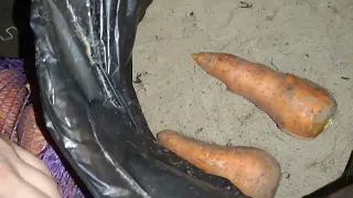 як зберігаю моркву на зиму