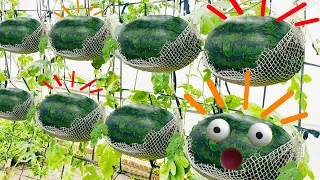 Growing watermelon at home very easy - Surprise with big and sweet fruit with this method