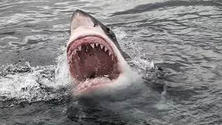 Video of great white shark encounter goes viral