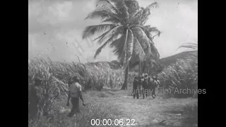 Jamaican Sugar Plantation, 1950s - Film 1093794