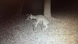 Young Whitetail Buck Mating Deer Target Part 1 of 2