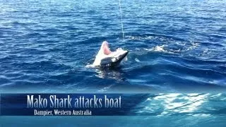 Mako Shark attacks boat.mp4