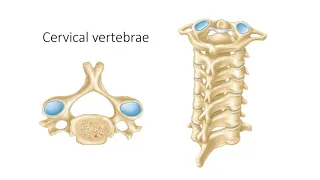 Learning the Parts of the Vertebrae for SCB 203