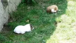 Guinea pigs in the zoo