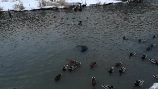 Бобер и водяная крыса в реке Химка. Покровское-Стрешнево.