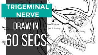 Draw Trigeminal Nerve in 60 seconds