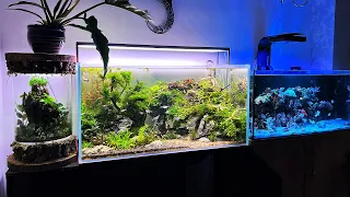 NICK'S SUPER DIVERSE LOW-TECH AQUARIUMS!!