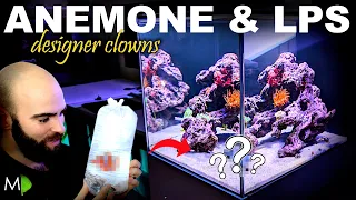Designer Clown Fish, Anemone & LPS (ROCKPOOL EP3)