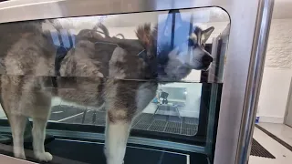 Husky Has His First Day At His New Hydrotherapy