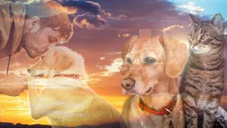 Do Our Pets Go to Heaven? | NDE Compilation | Near Death