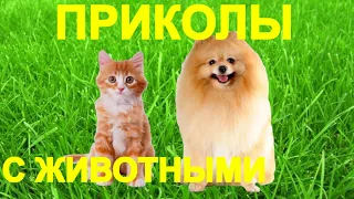 💥😜💥Я РЖАЛ ДО СЛЁЗ💥СМЕШНЫЕ ЖИВОТНЫЕ💥ПРИКОЛЫ С ЖИВОТНЫМИ💥КОТЫ💥СОБАКИ💥petsworld #29