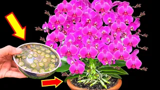 Very easy! Just pour once. Orchids immediately bloom all year round