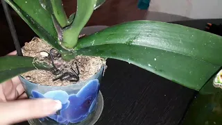 Мучнистый клещ на Орхидеи