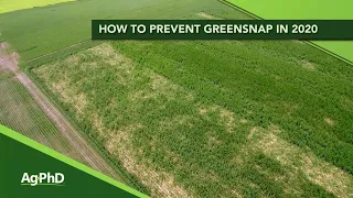 Preventing Green Snap (From Ag PhD Show #1137 - Air Date 1-19-20)