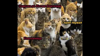 Кленовница на Русском языке. Коты-Воители.