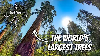 The Discovery of the Giant Sequoia | Calaveras Big Trees State Park, Arnold California | North Grove