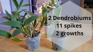 2 Dendrobiums, 11 spikes; Dendrobium Orchid Care