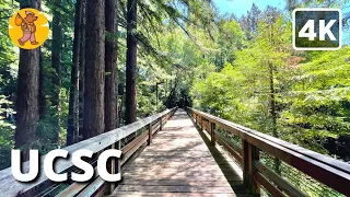 UCSC Campus Walking Tour | {4k} 🔊 Binaural Sound
