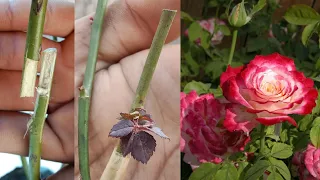 How to graft rose plant | rose grafting| easy and simple method of rose grafting | with 100% success