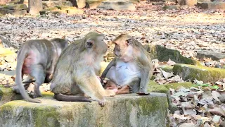Group Monkeys Enjoying at Afternoon..!