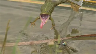Frosch gegen Libelle in Zeitlupe (10) / Frog vs Dragonfly in slow motion (10)