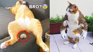 Funniest Dogs And Cats - Best Of The 2021 Funny Animal Videos #3