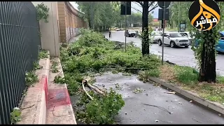 عواصف في ميلانو إيطاليا تقتلع الأشجار من جذورها