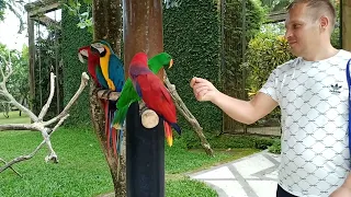 Bali Bird Park  Парк птиц Бали прогулка к большим попугаям и совам