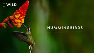 Hummingbirds! | #NatGeoWild #RealisHere