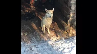 Потомки Шарташа в охоте на Медведя