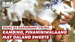 Kambing na kakaiba ang itsura, pinaniniwalaang may dalang swerte | GMA News Feed