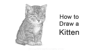 How To Draw Kitten Sitting