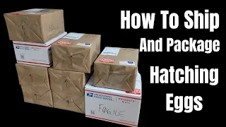 How to Package and Ship Hatching Eggs Safely